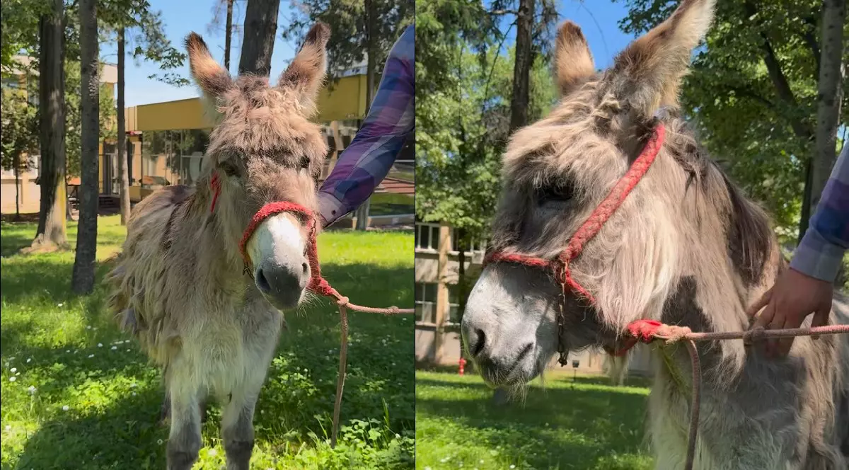 Un măgăruș în curtea unei facultăți, pe iarbă