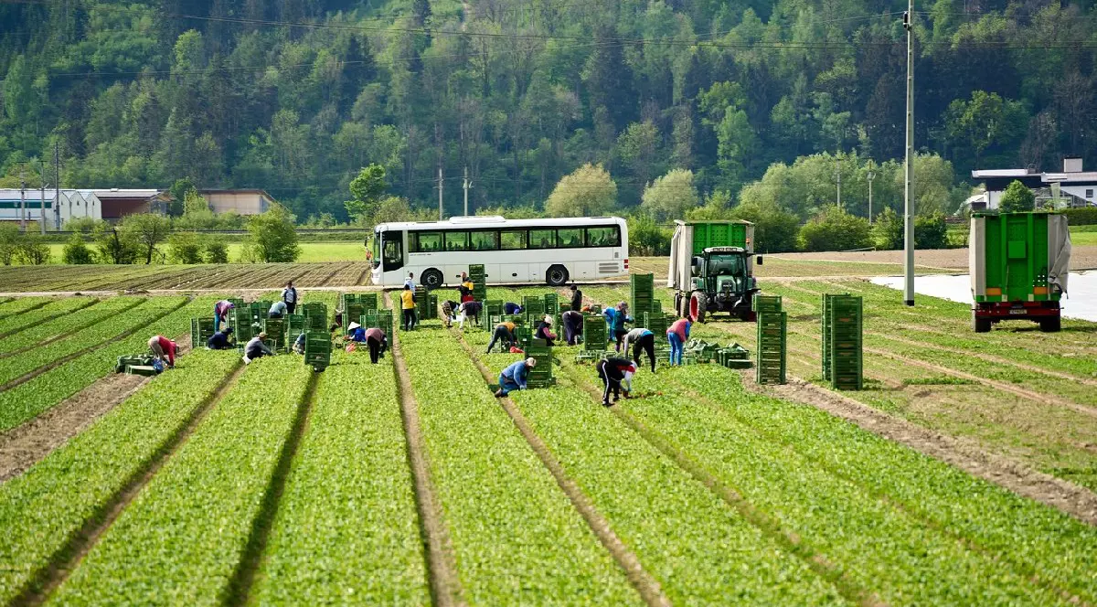 Muncitori, care au fost aduși pe terenul agricol cu autobuzul, recoltează fructe sau legume pe un câmp. Lucrători sezonieri care împachetează produsele recoltate în cutii verzi lângă un tractor