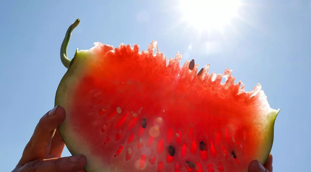 O felie de pepene în timpul recoltării pepenilor verzi. Imagine cu caracter ilustrativ. Foto Hepta