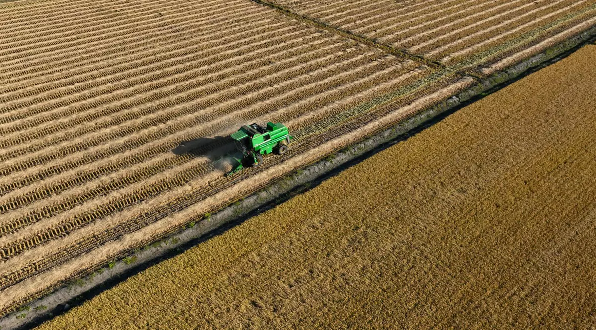 Fotografie aeriană care arată un culegător care lucrează în orezării
