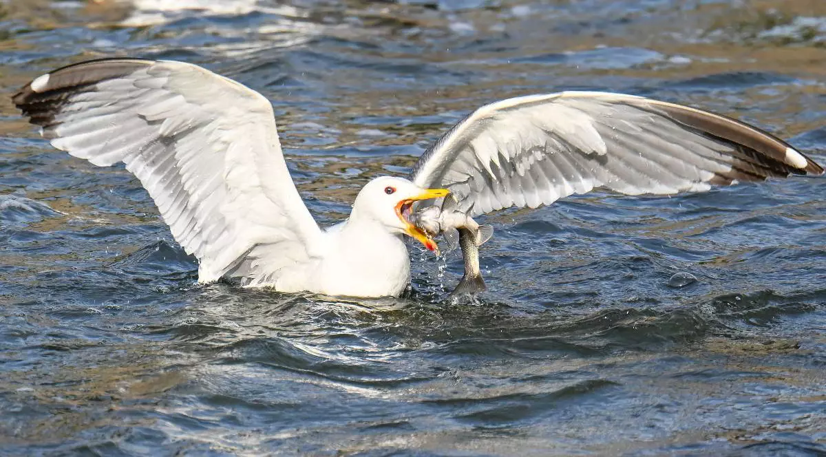 Un pescăruș ține un pește în cioc în timp ce-și desface aripile