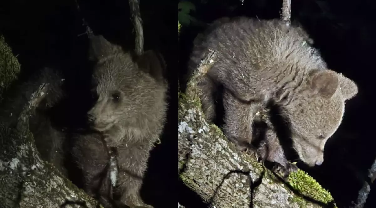 Un pui de urs cățărat într-un copac