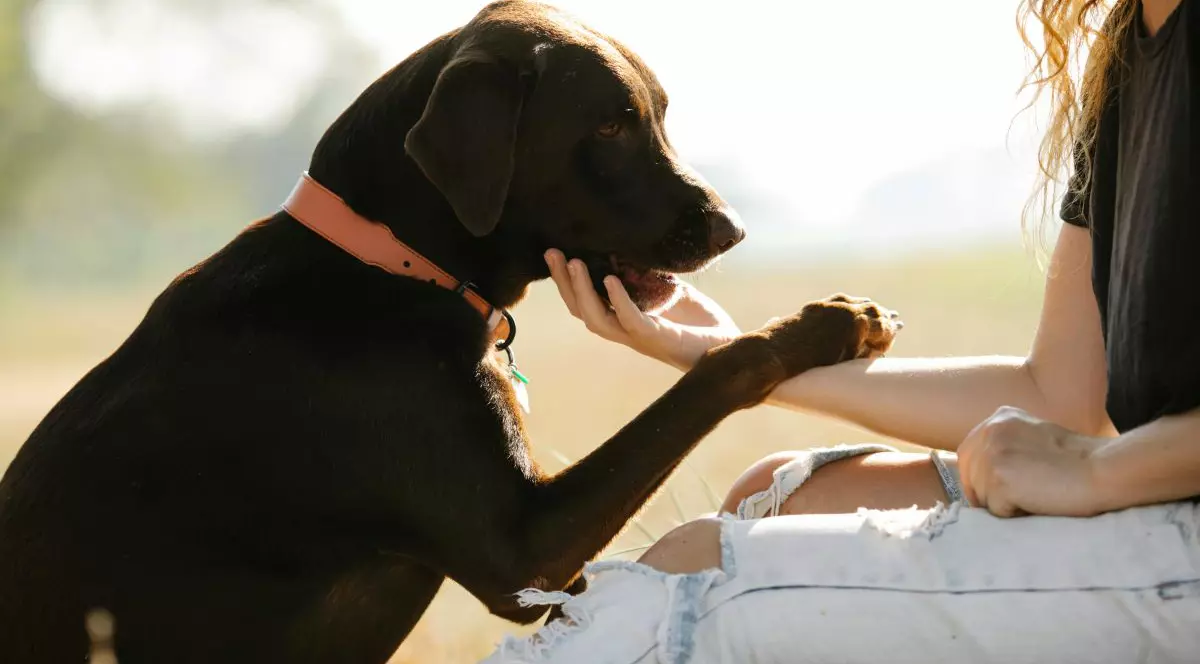 Cele mai bune rase de câini însoţitori