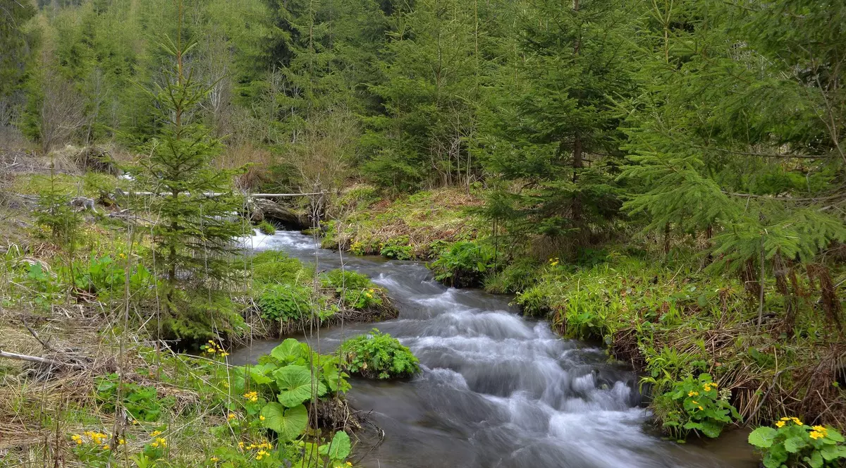 un râu șerpuit traversează o zonă împădurită și verde. în jurul râului se află mai multe ferigi, iar apa se revarsă peste mai mulți bolovani poziționați de-a lungul râului