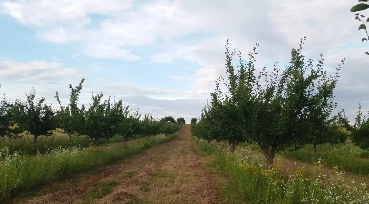 livadă afectată de înghețul târziu