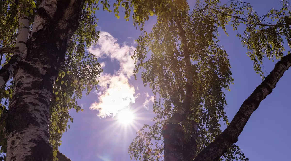 Poză cu doi copaci într-o zi cu vreme însorită