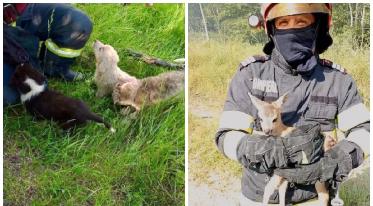 În prima imagine, trei cățeluși stau pe iarbă, după ce au fost salvați de pompieri. În a doua imagine, un pompier ține în brațe un pui de căprioară.