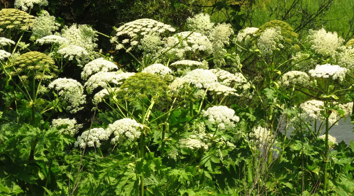 Planta cunoscută în România drept brânca ursului, cu flori albe și tulpina verde