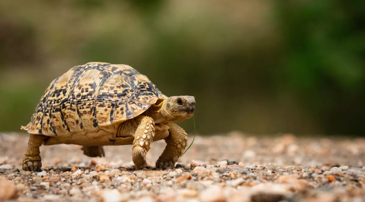 O broască țestoasă pe pietriș