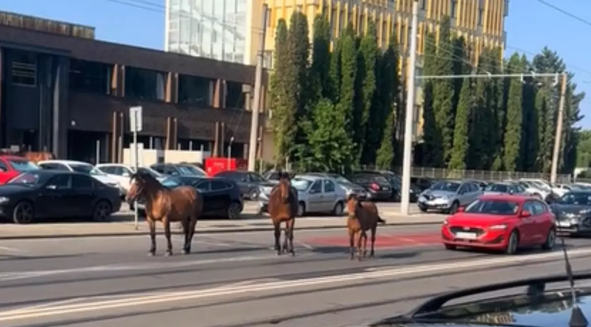 Trei cai care stau în mijlocul drumului, în Cluj Napoca