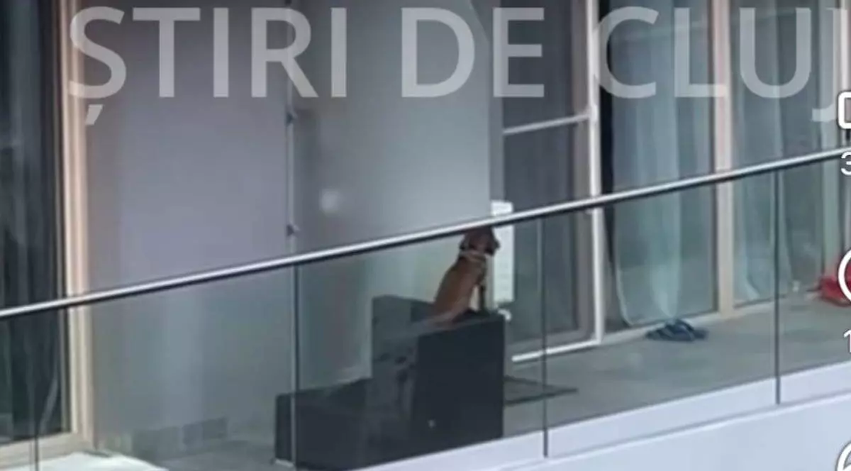 Imagine cu câinele aflat pe un balcon, în Cluj. Patrupedul se află pe un scaun