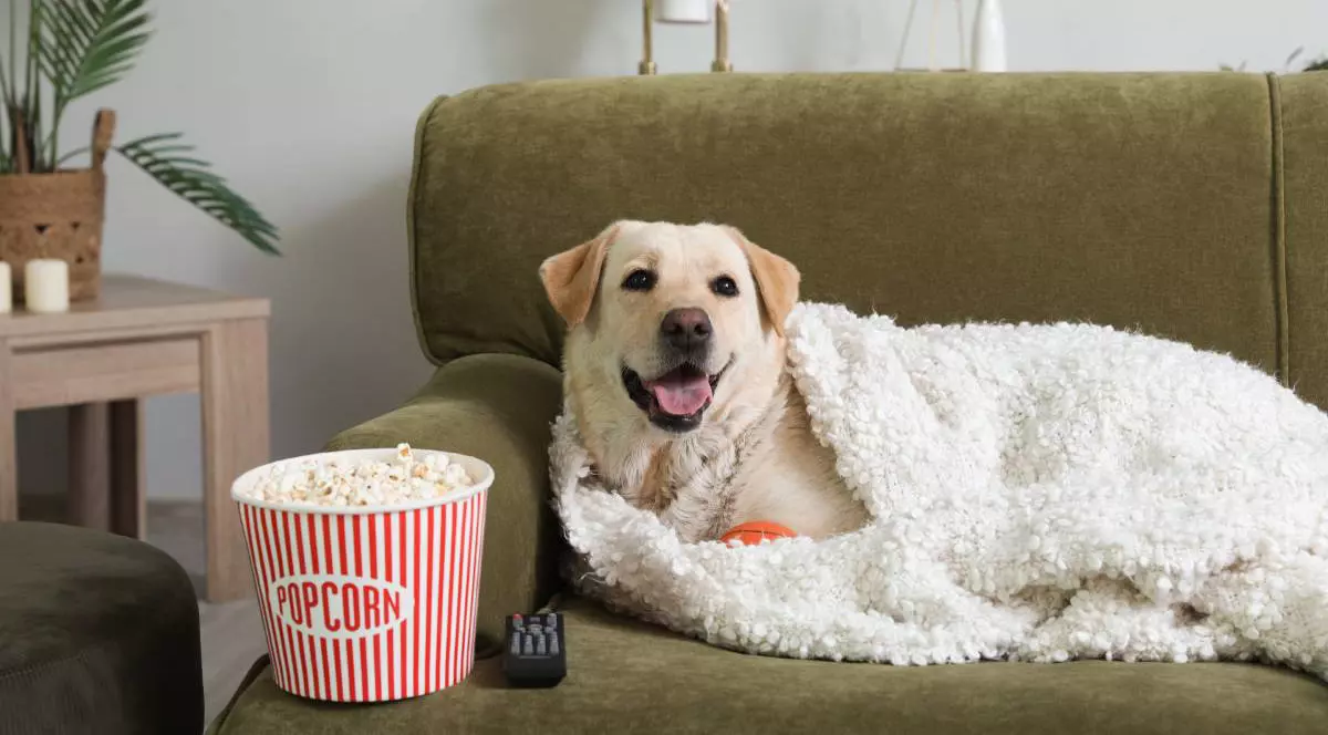 Un labrador vesel care stă pe o canapea verde, întins și învelit cu o pătură albă, are lângă el o telecomandă și un castron de pop-corn