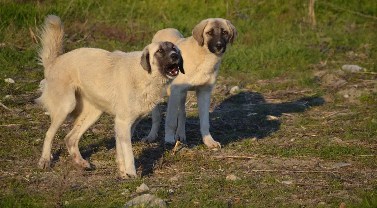 doi câini din rasa Kangal, aflați pe un câmp cu iarbă verde. câinele aflat în apropierea camerei latră agresiv