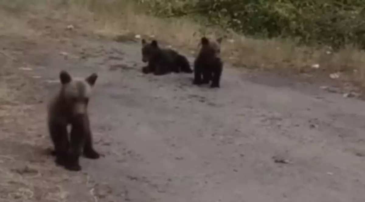 Trei urși care au rămas orfani, în Transfăgărășan