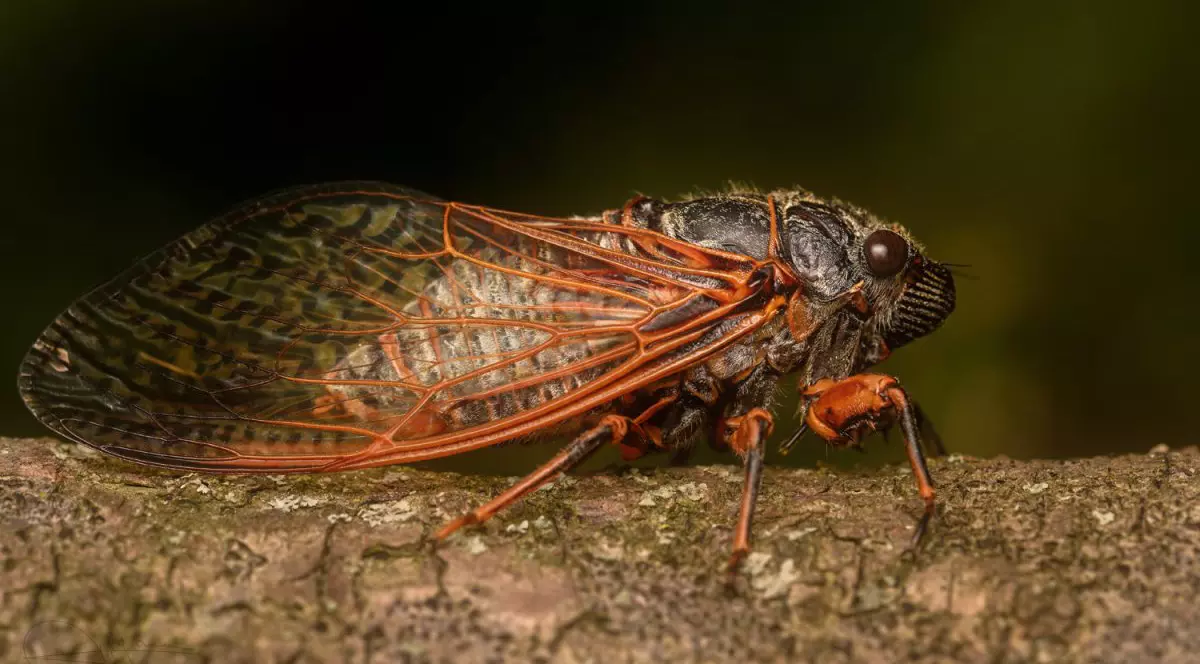 Cicadă pe ramura unui copac