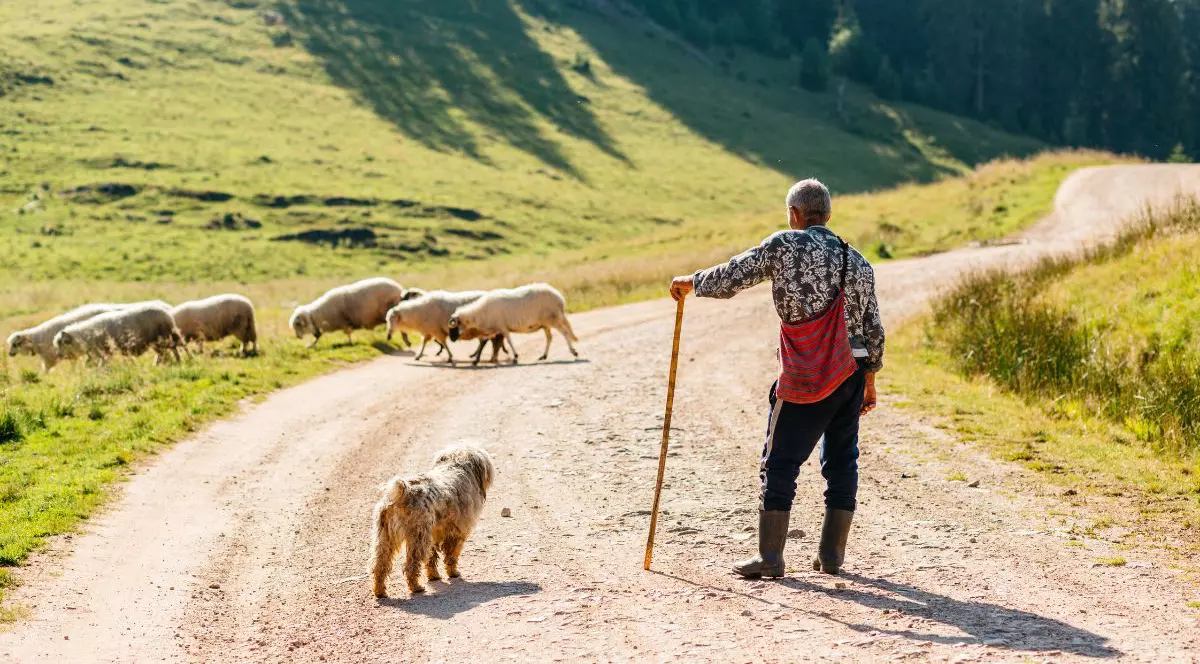 drum de pământ care șerpuiește printr-o zonă verde, cu dealuri și pășuni. În prim-plan, pe drum, se află o persoană văzută din spate, cu părul grizonat, purtând cizme de cauciuc, pantaloni închiși la culoare, o cămașă cu model și o traistă roșie pe umăr. Ține în mână un baston lung. Lângă persoană stă un câine de talie medie, cu blană lungă, de culoare deschisă. În partea stângă a imaginii, pe marginea drumului, se află mai multe oi albe, unele cu pete maronii