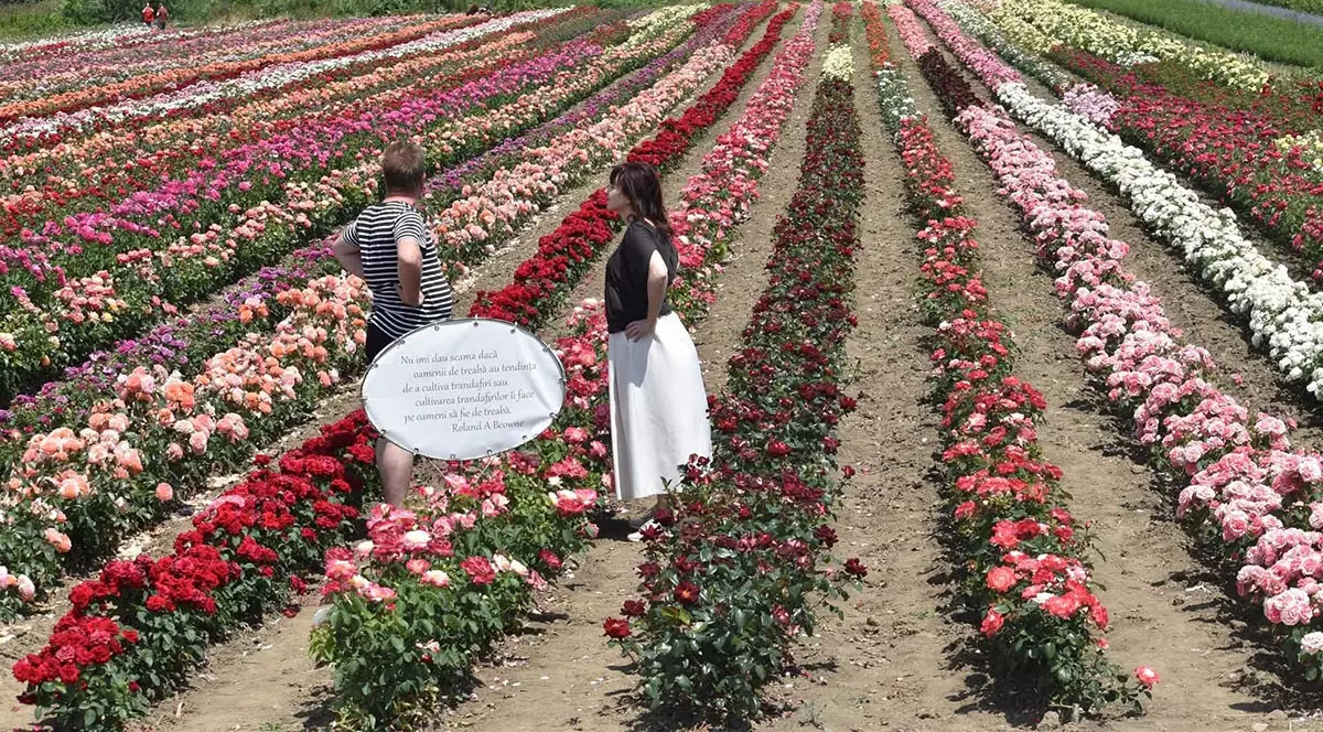 Un camp de trandafiri