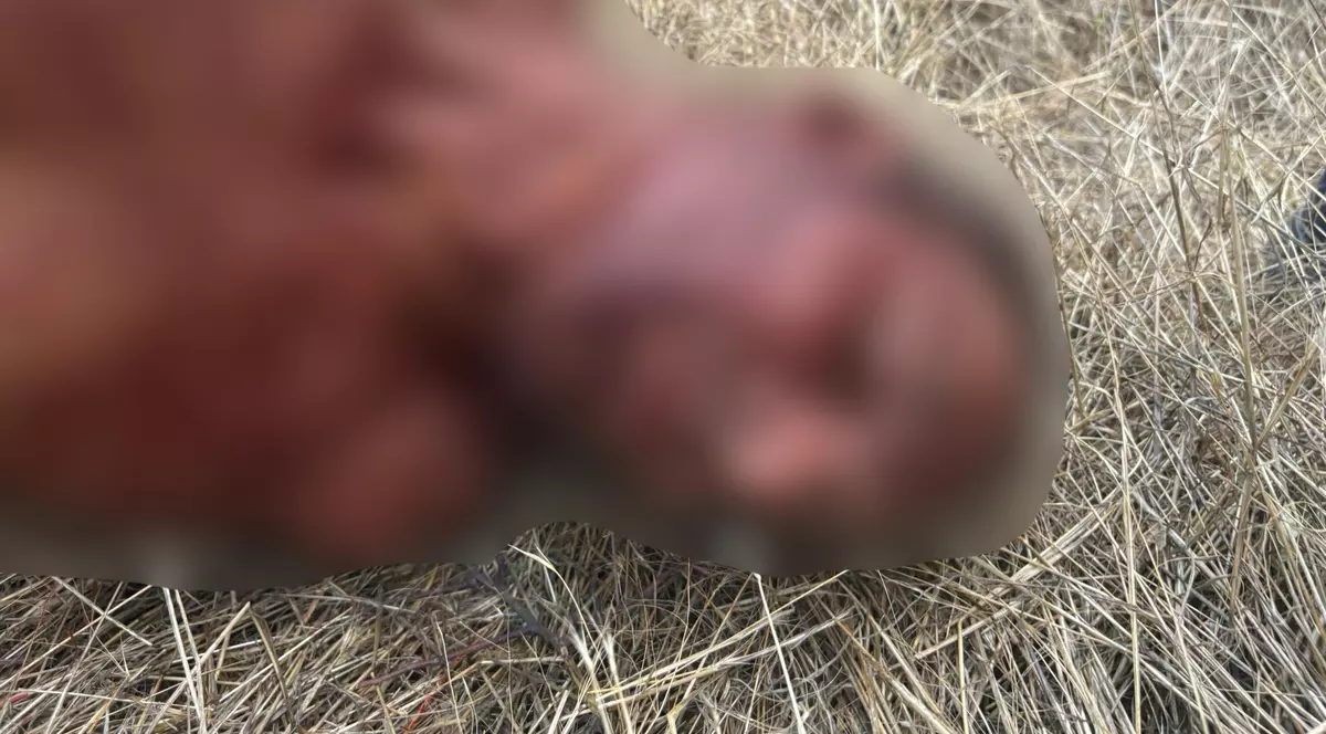 Un bărbat a fost ucis cu toporul în propria curte, în Mehedinți. Criminalul a sărit gardul și i-a cerut ceva soției victimei