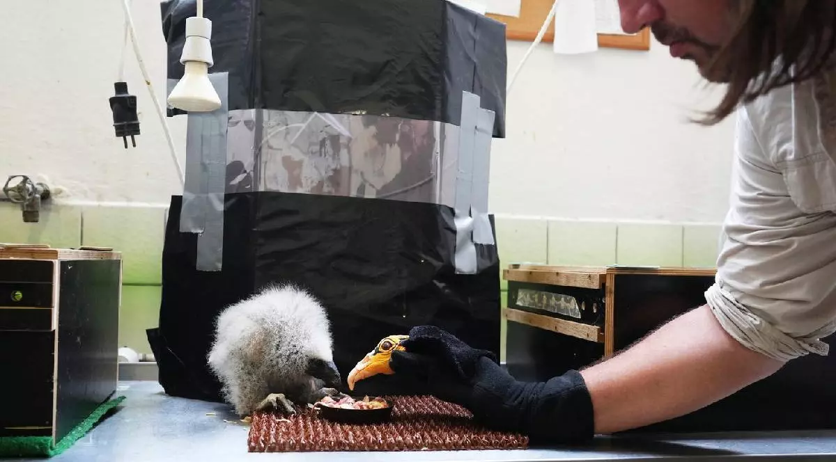 Un vultur cu cap galben mai mic, care a eclozat acum trei săptămâni, este hrănit cu ajutorul unei păpuși care imită o pasăre părinte.
