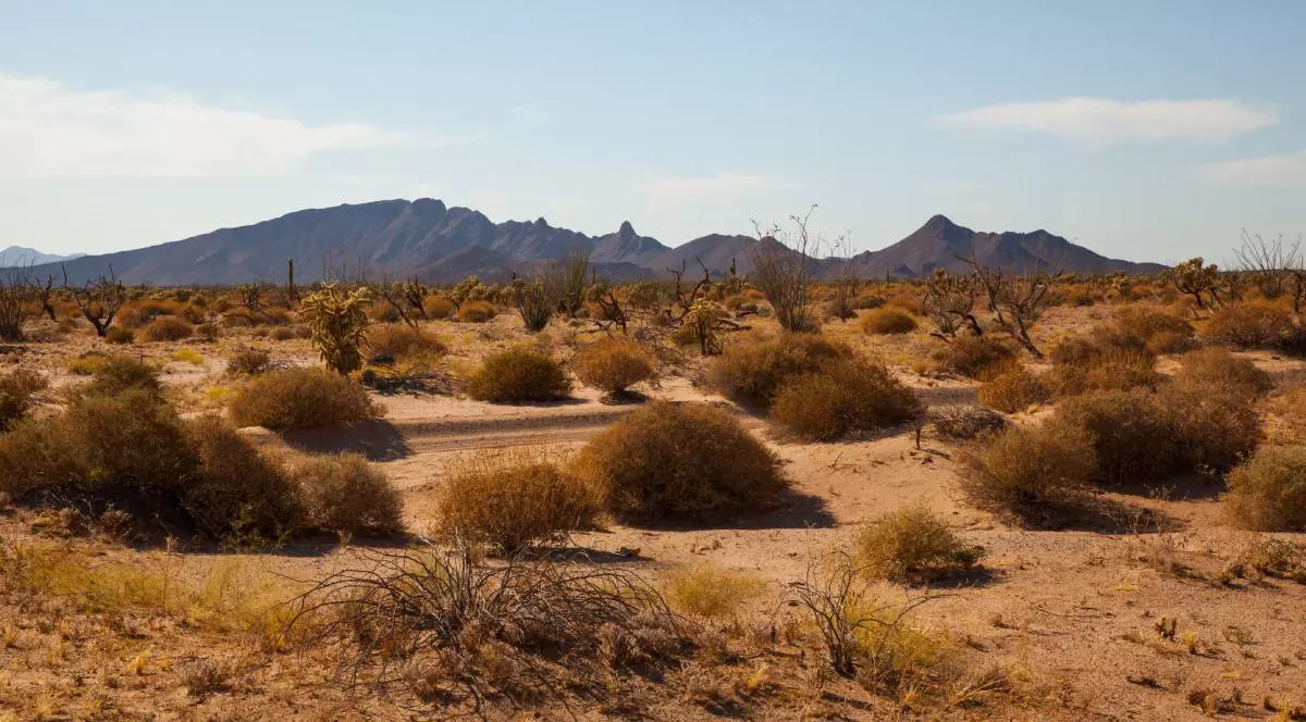 Deșertul Sanora sub razele toride ale soarelui, pământul portocaliu este extrem de arid și se poate vedea cum cresc doar cacatuși și vegetație joasă