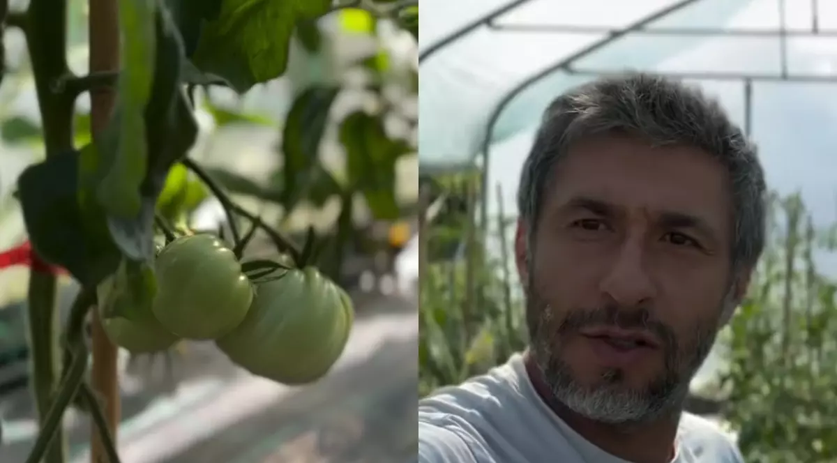 Ce a pățit Dragoș Bucur cu castraveții și roșiile plantate în solar. De dimineață a început munca în grădină: „Este foarte frumos”
