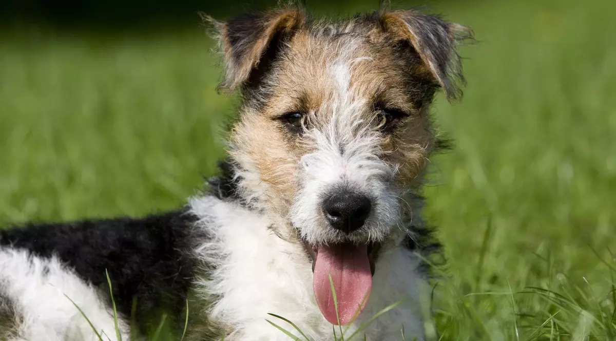 Imagine cu un Fox Terrier în iarbă. Are limba scoasă