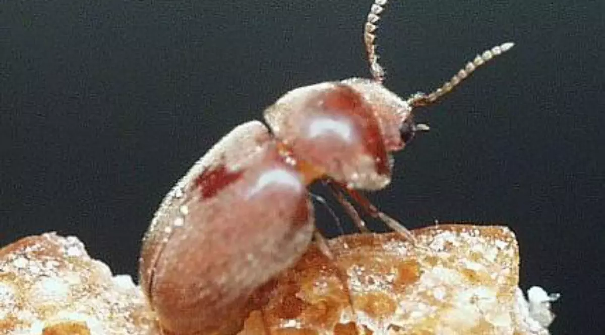 Gândacul roșcat a invadat o bibliotecă din Ungaria. Foto pestmag.ro