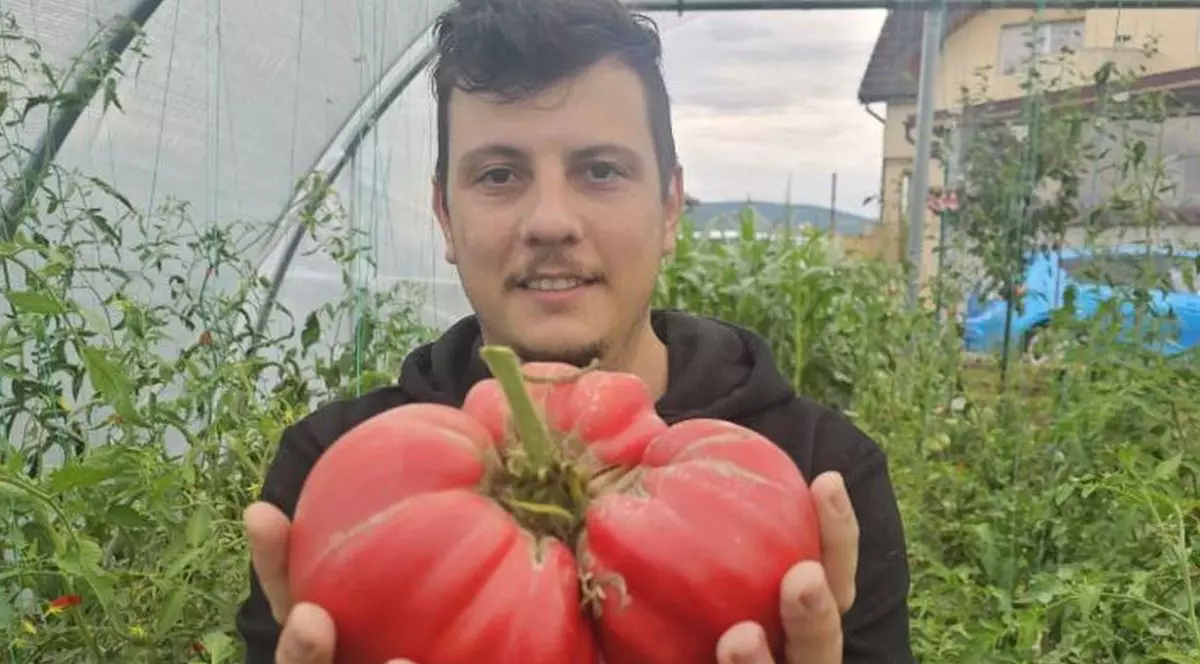 George Enacrachi, în solarul construit la Zalău, în timp ce ține în ambele mâini roșia de 1,5 kilograme