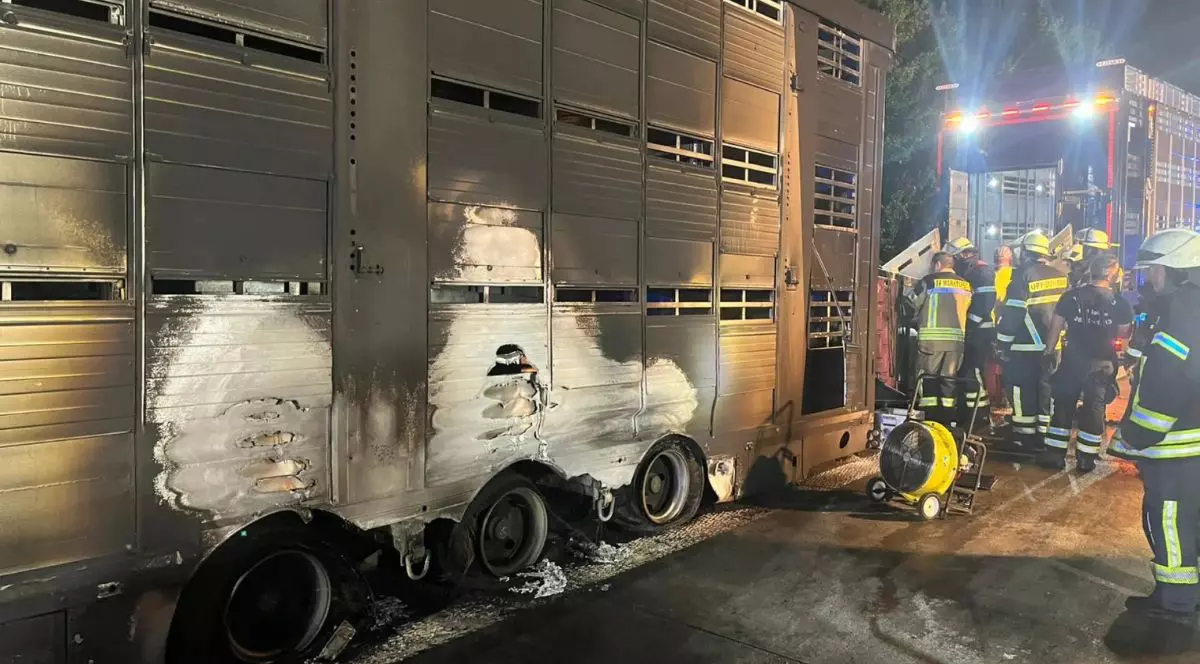 Partea din spate a unui transporter de animale, înnegrit din cvauza fumului, cu găuri considerabile în zonele de ventilare pentru respirația animalelor
