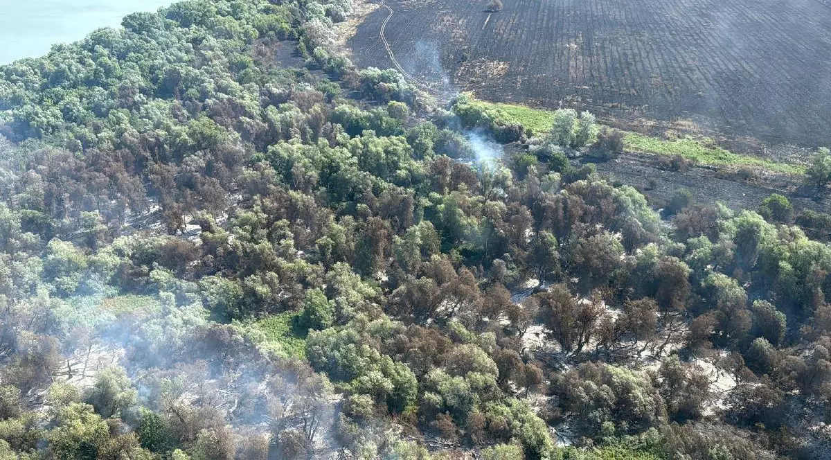 Hectare întregi de vegetație au fost cuprinse de flăcări la Chilia Veche, în județul Tulcea. Fumul gros se vede cum iese din zonele împădurite de la câmpie