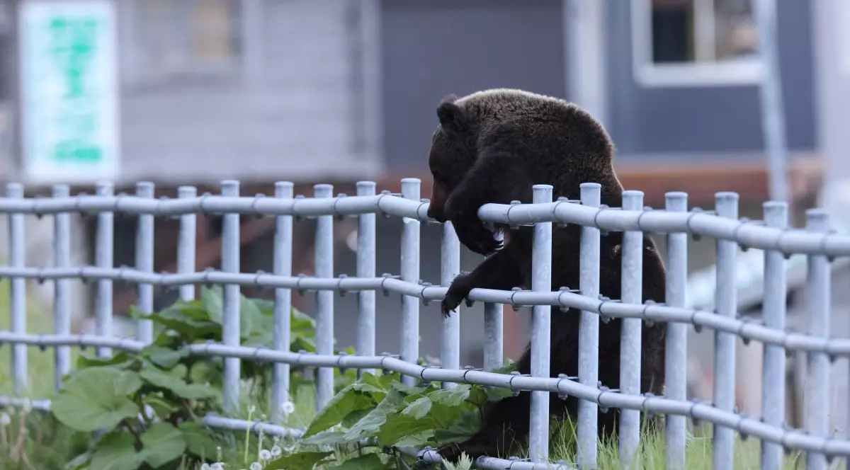 Ursul brun Ussuri Ursus sare un gard metalic, la Parcul Național Shiretoko, Peninsula Shiretoko, în Hokkaido, Japonia.