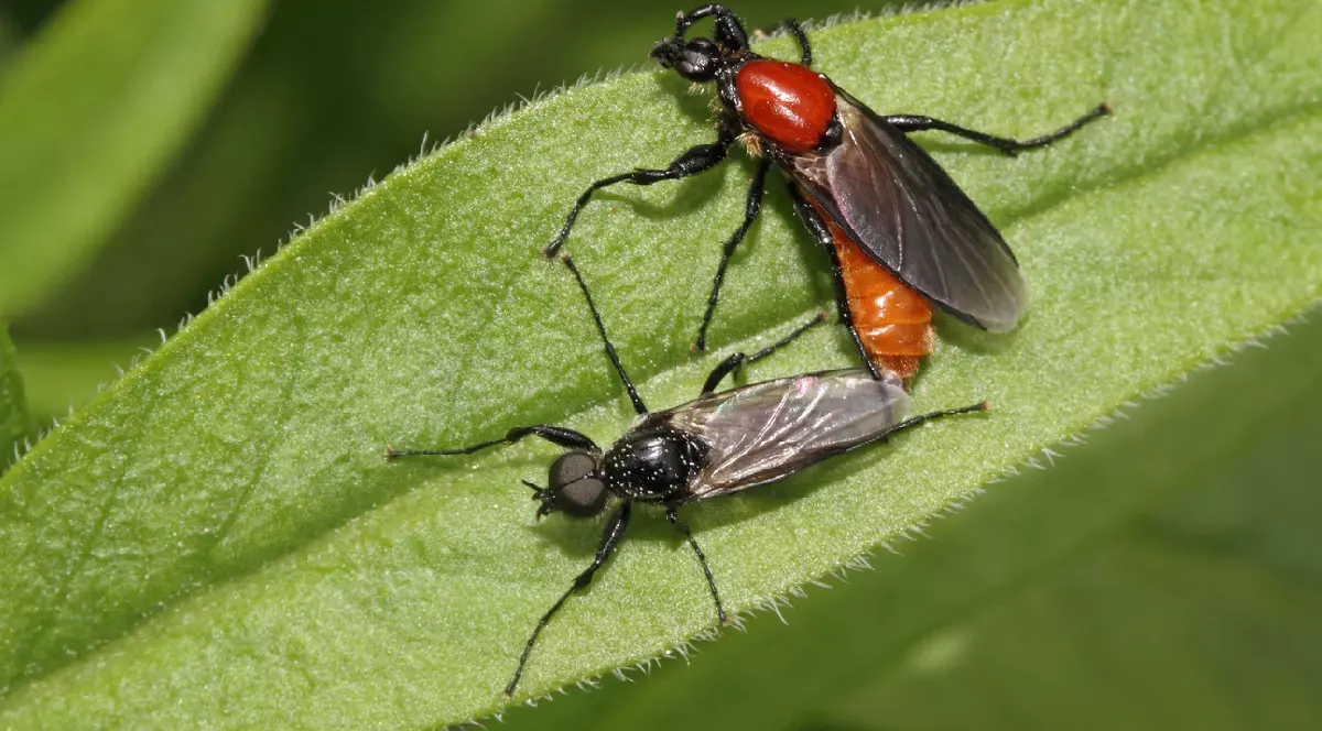 două insecte lovebugs pe o frunză verde