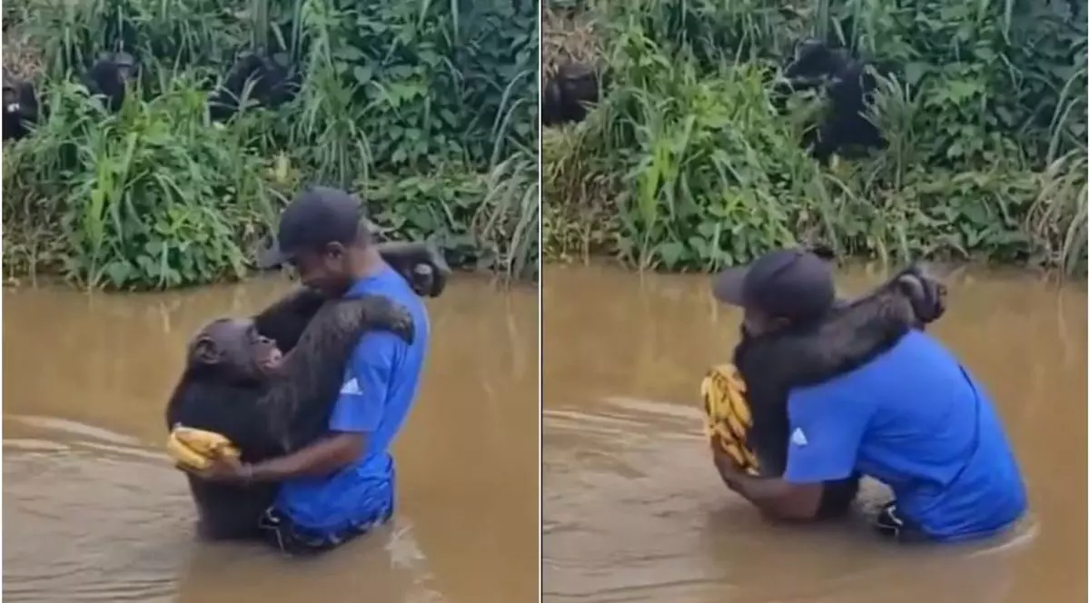 Imaginile emoționante cu un cimpanzeu care își îmbrățișează salvatorul pe care îl vede după ani de zile, apoi se uită intens la el, în India