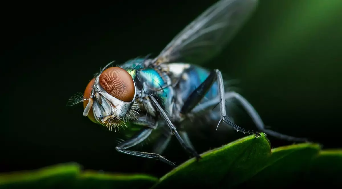 Musca verde stă pe o frunză verde cu un fundal neclar verde închis.