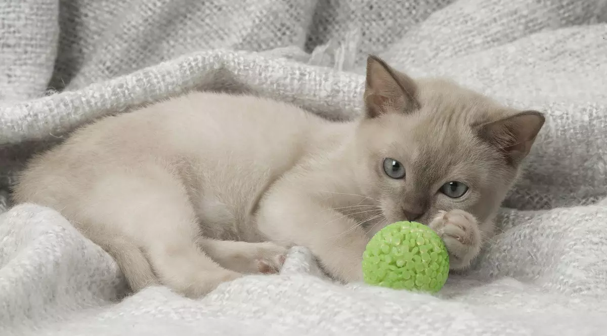 Imagine cu o pisică din rasa Tonkinese care ține o lăbuță pe o minge verde