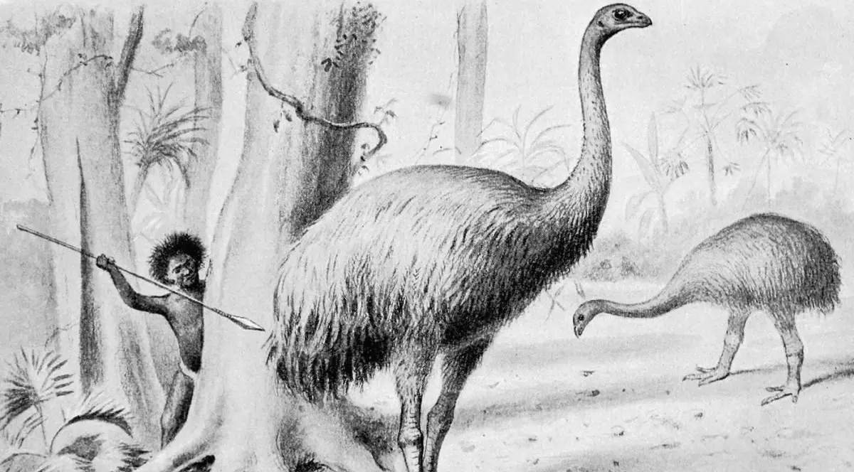 Desen cu o vânătoare de moa gigantică, o pasăre care nu putea să zboare din Noua Zeelandă