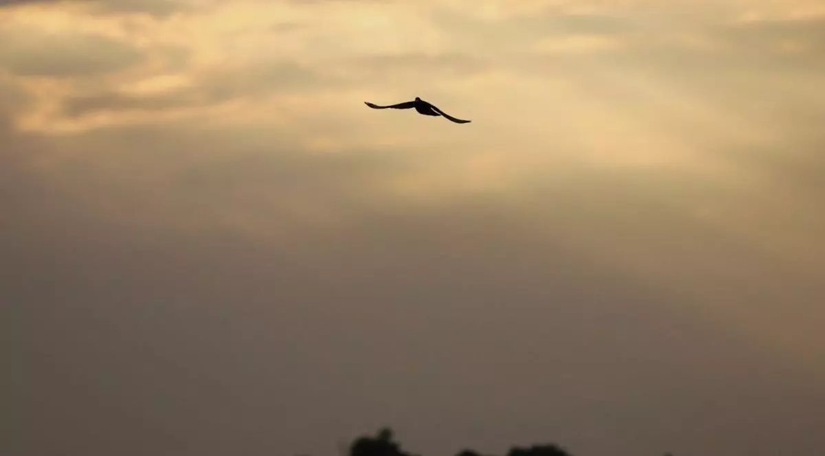 O pasăre este în zbor, iar deasupra ei se vede cerul ușor galben, înnorat, București, 28 iunie 2025