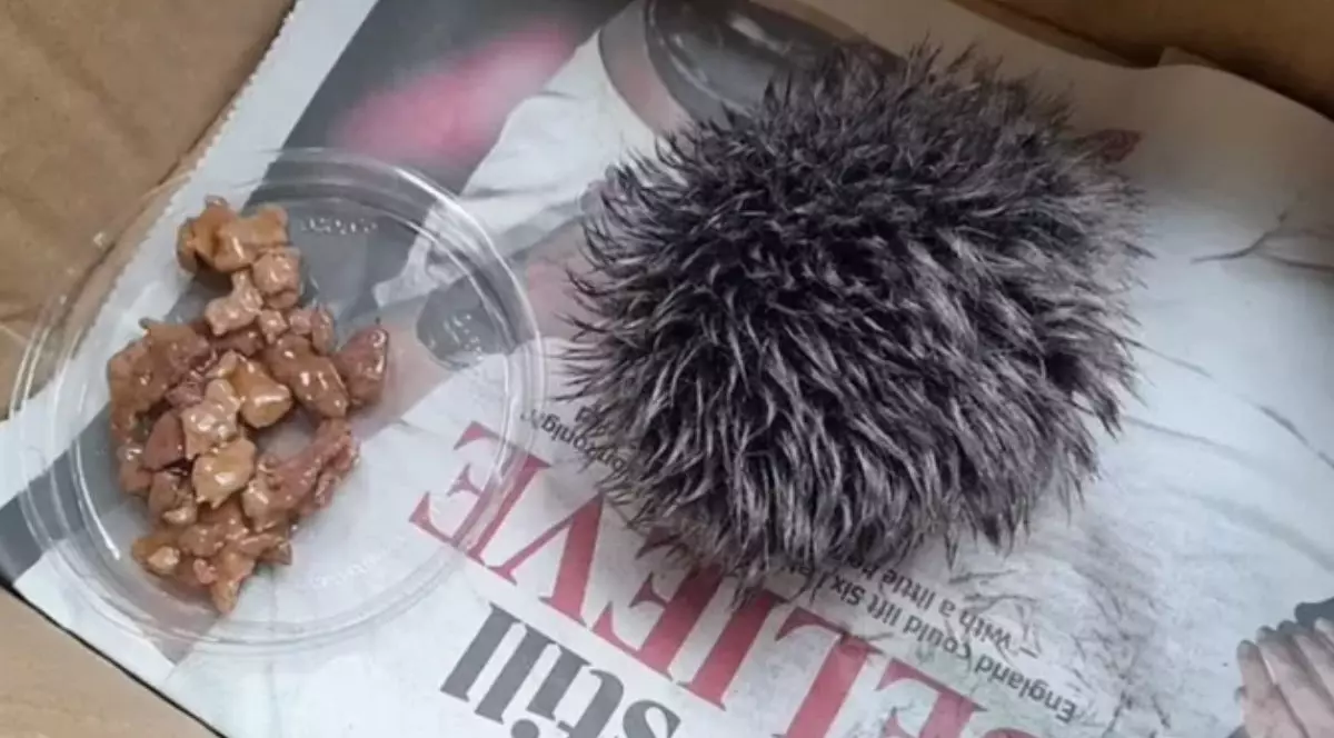 Ciucure de căciulă de culoare gri într-o cutie de carton pe fundul căreia se afla un ziar, iar lângă un bol cu mâncare de pisici
