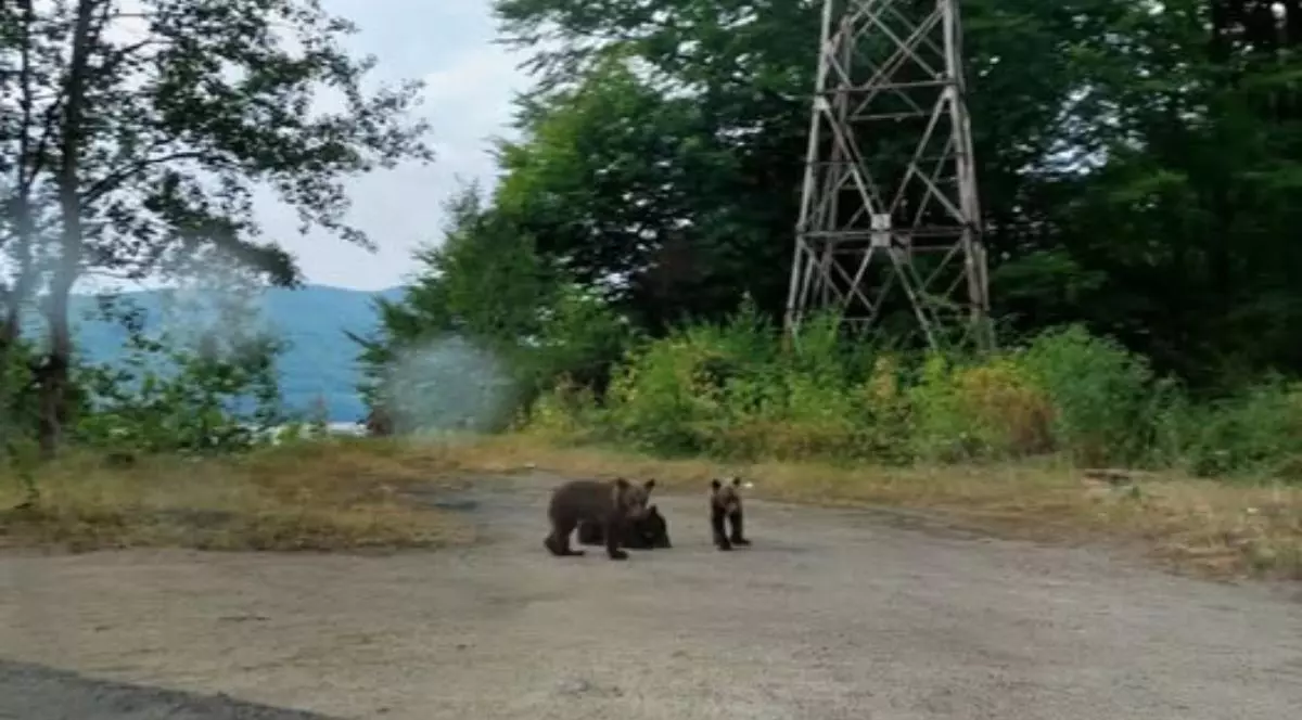 Trei pui de urs stau pe marginea drumului, langa o pădure, pe Transfpgărășan, România, după ce mama lor a fost ucisă, iulie 2025