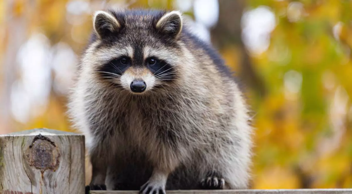 Un raton pe un gard într-o pădure, animalul privește direct în cameră