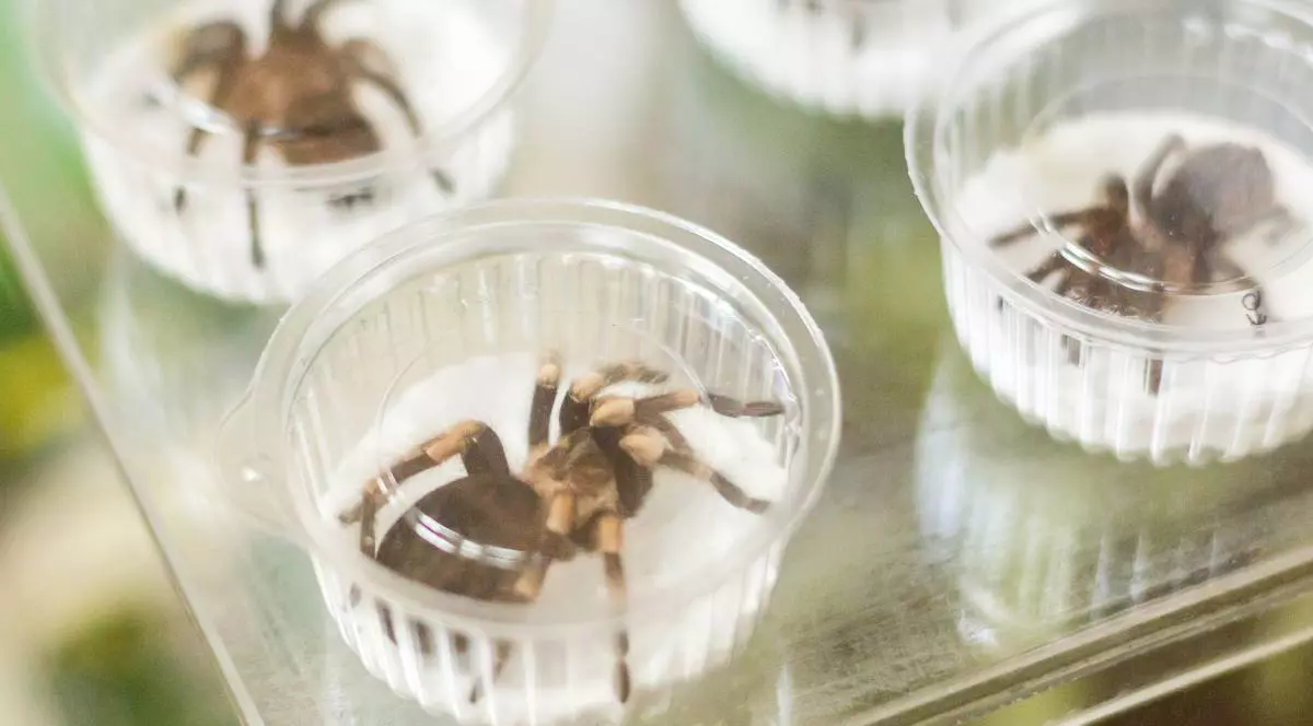 Tarantule mici în cutii rotunde și transparente din plastic.