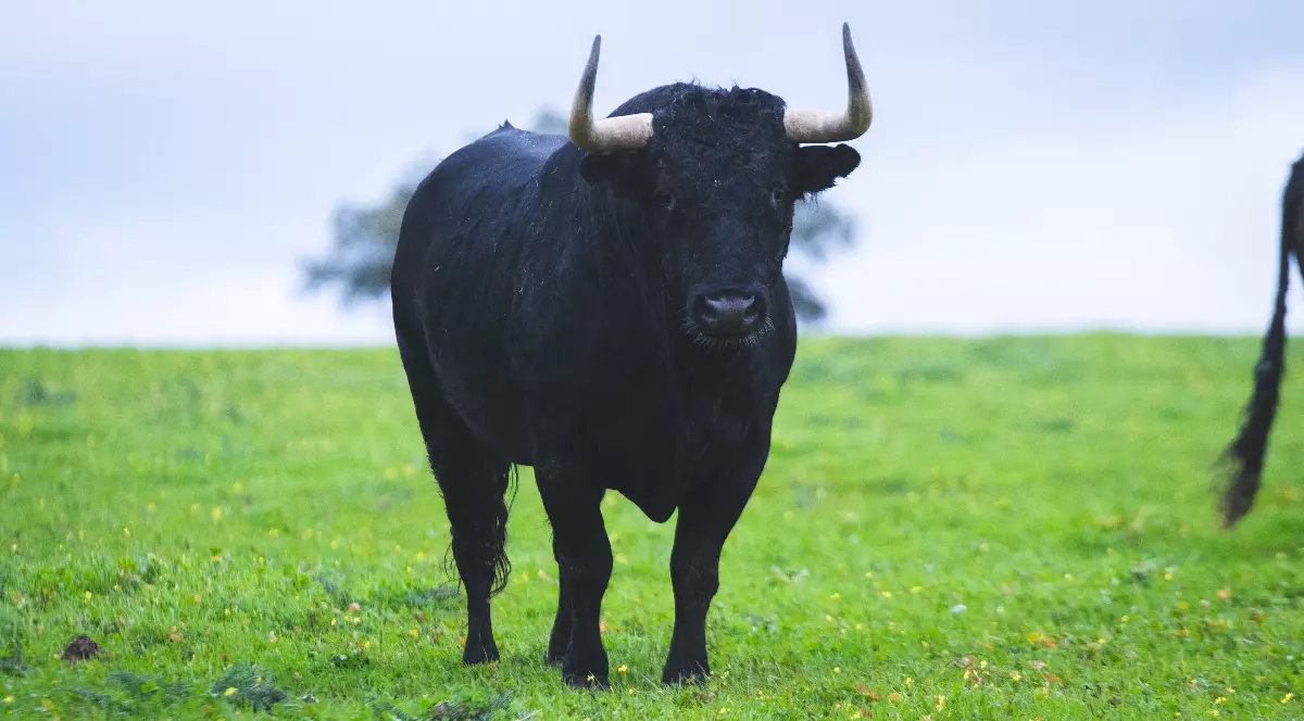Taur mare cu coarne mari în Spania