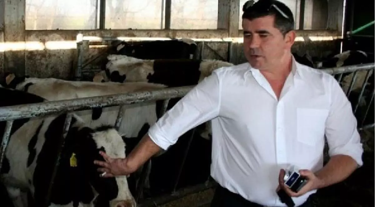 Un fermier român, îmbrăcat cu o cămașă albă, pune mâna pe fața unei vaci din ferma sa, Vaslui