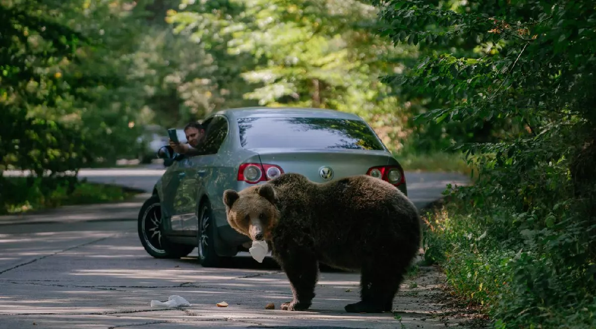 Un urs mănâncă un sandviș aruncat de un tursit, în timp ce un șofer filmează cu telefonul mobil, pe 29 septembrie 2023, pe un drum din Covasna, România.