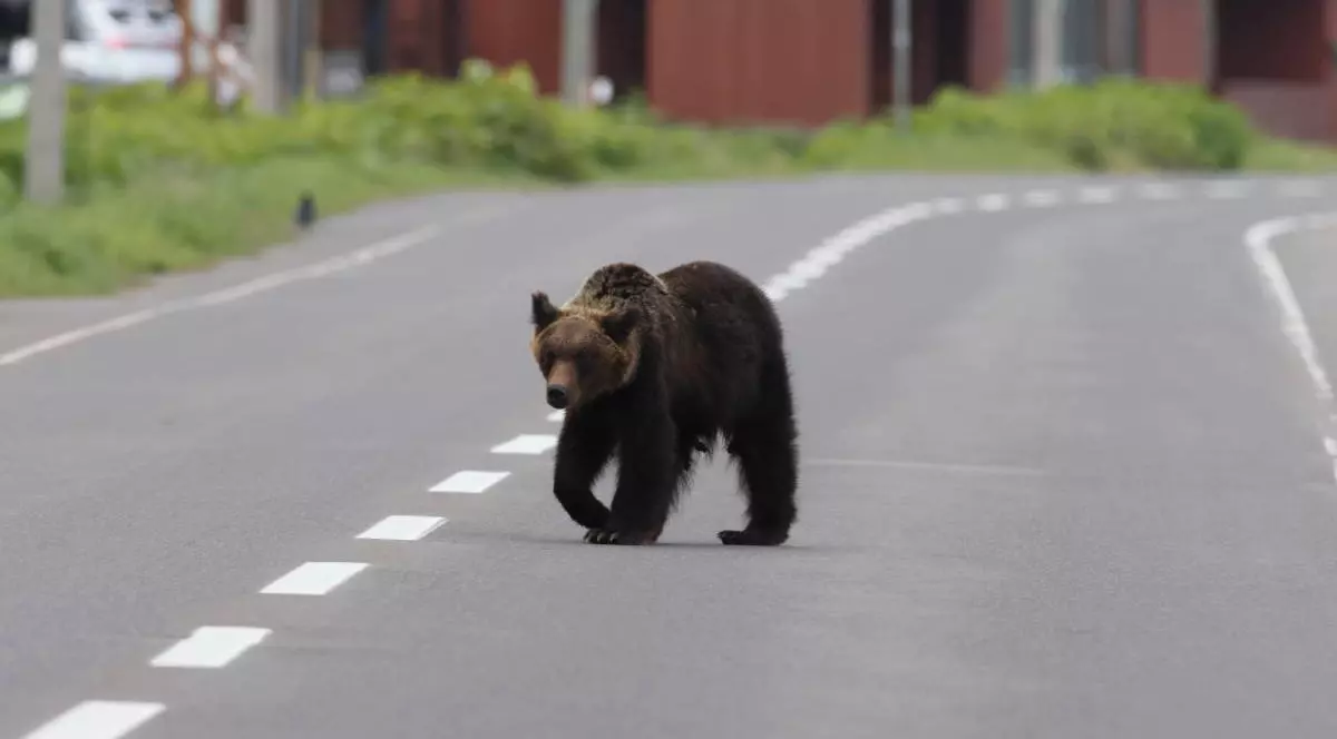 Un urs brun în timp ce traversează o șosea pe două benzi, într-un oraș