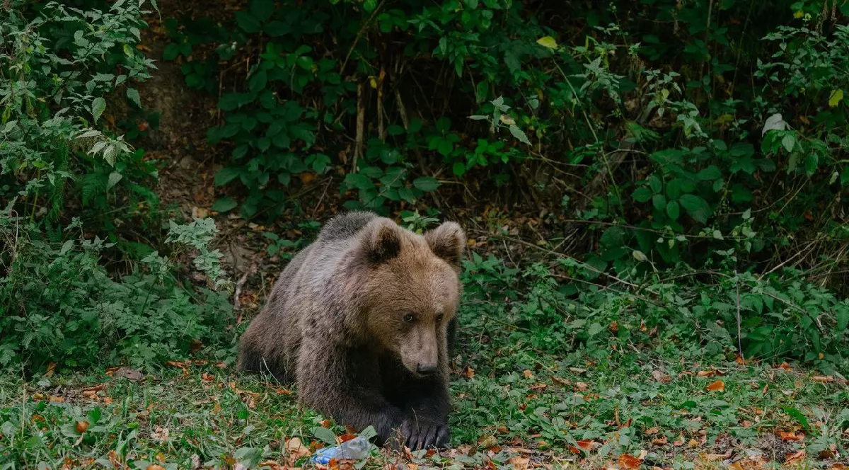 Un urs brun la marginea unei paduri din România