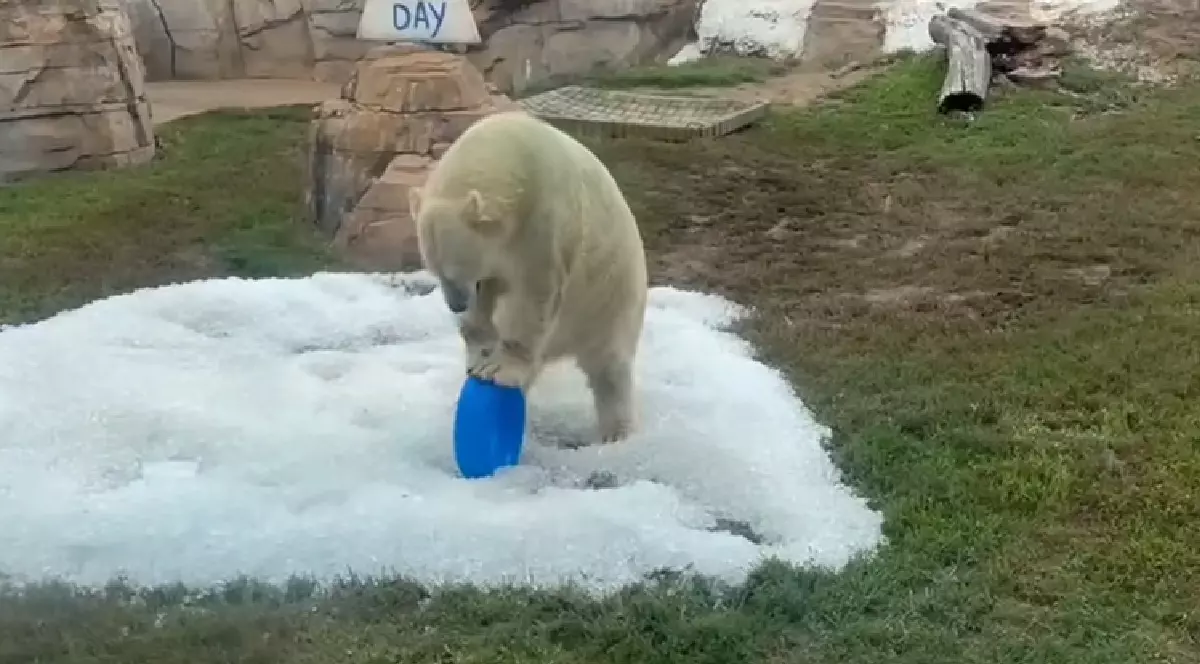 Un urs polar, jucânde-secu o minge în gheață