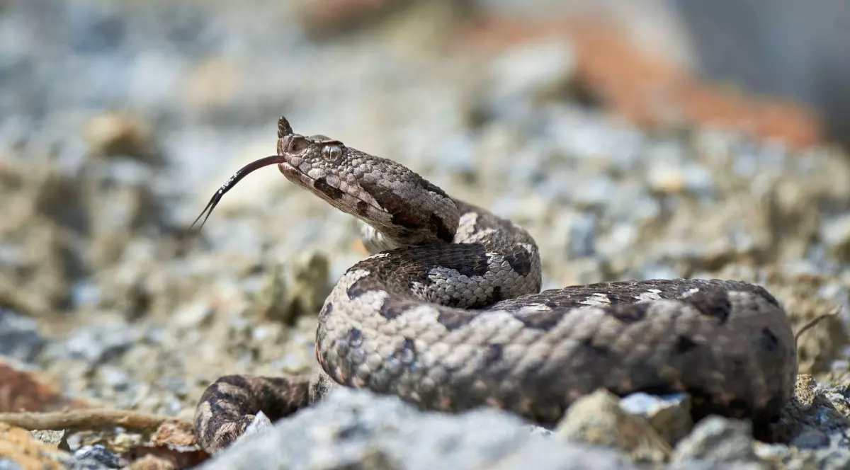 Vipera cu corn (Vipera ammodytes) surprinsă în habitat natural