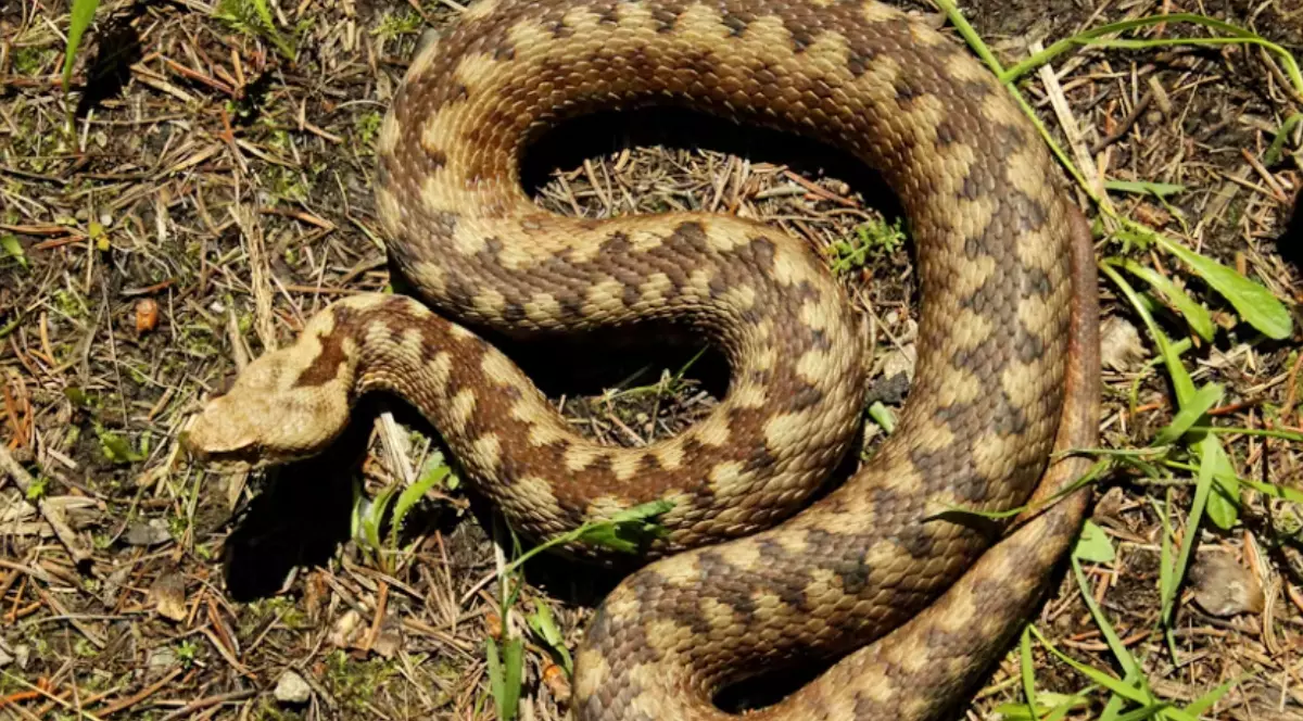 Vipera hibrid, rezultată din încrucișarea a două specii veninoase, identificată în Stiria, Austria