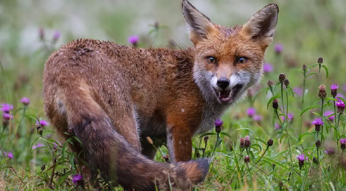 Vulpe roșcată (Vulpes vulpes) udă, stând într-o poiană plină de flori, imediat după o ploaie torențială.